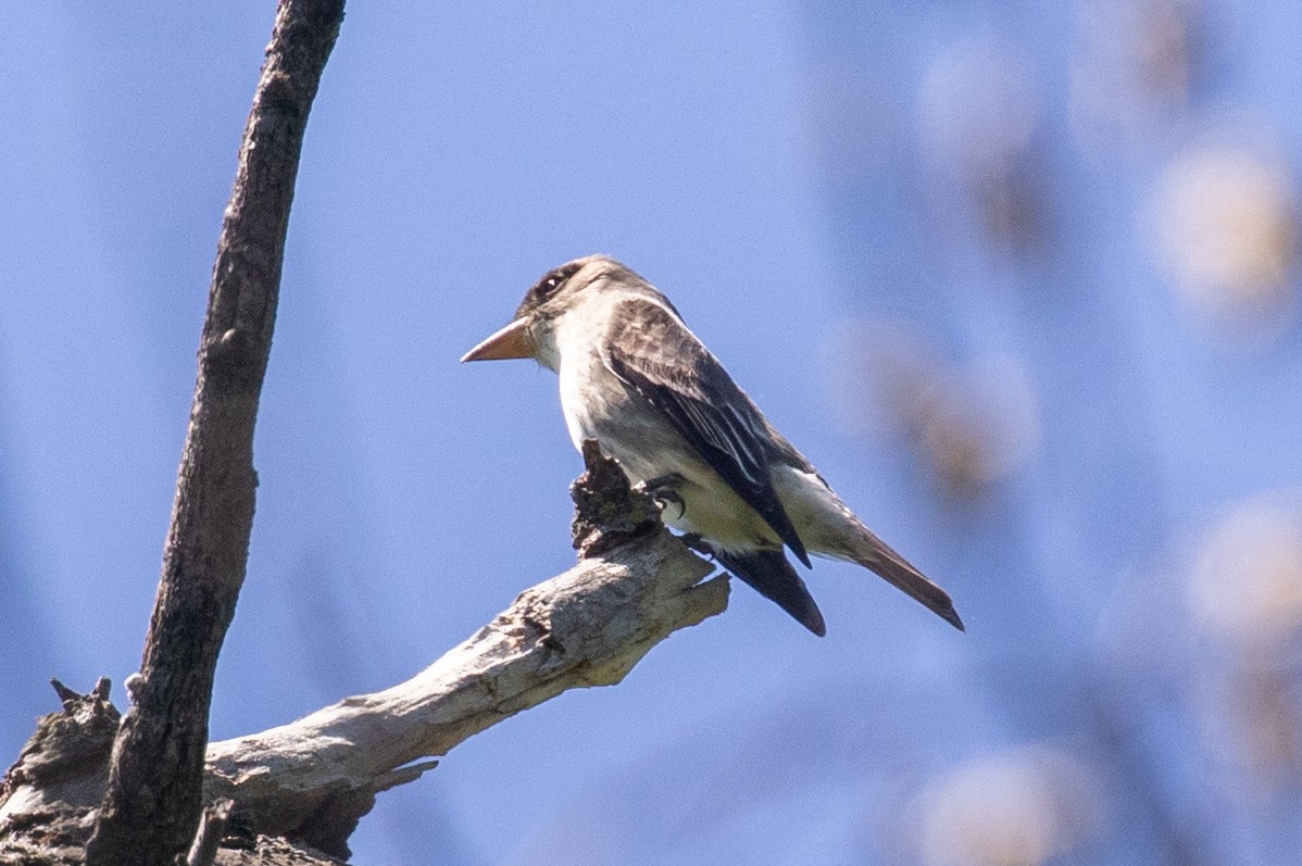 Olive-sided Flycatcher - ML635696983