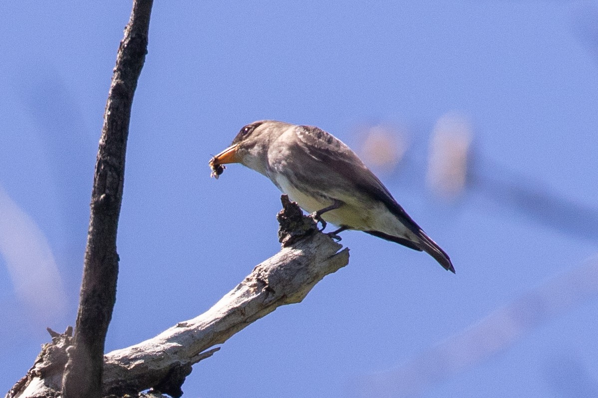 Olive-sided Flycatcher - ML635696984