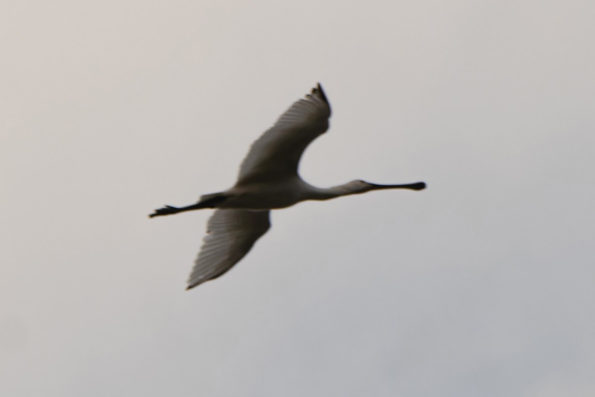 Eurasian Spoonbill - ML635697156