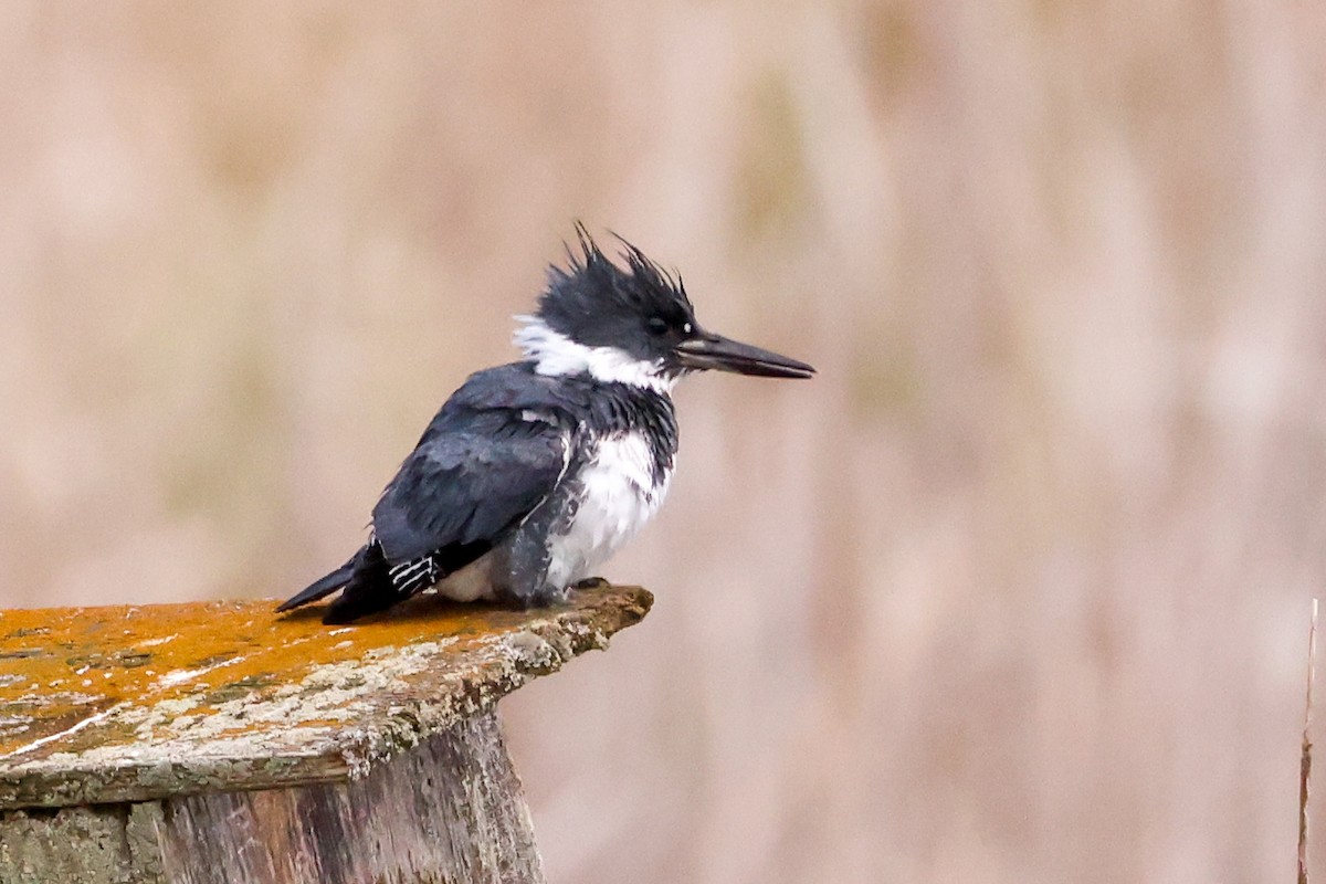 Belted Kingfisher - ML635697178