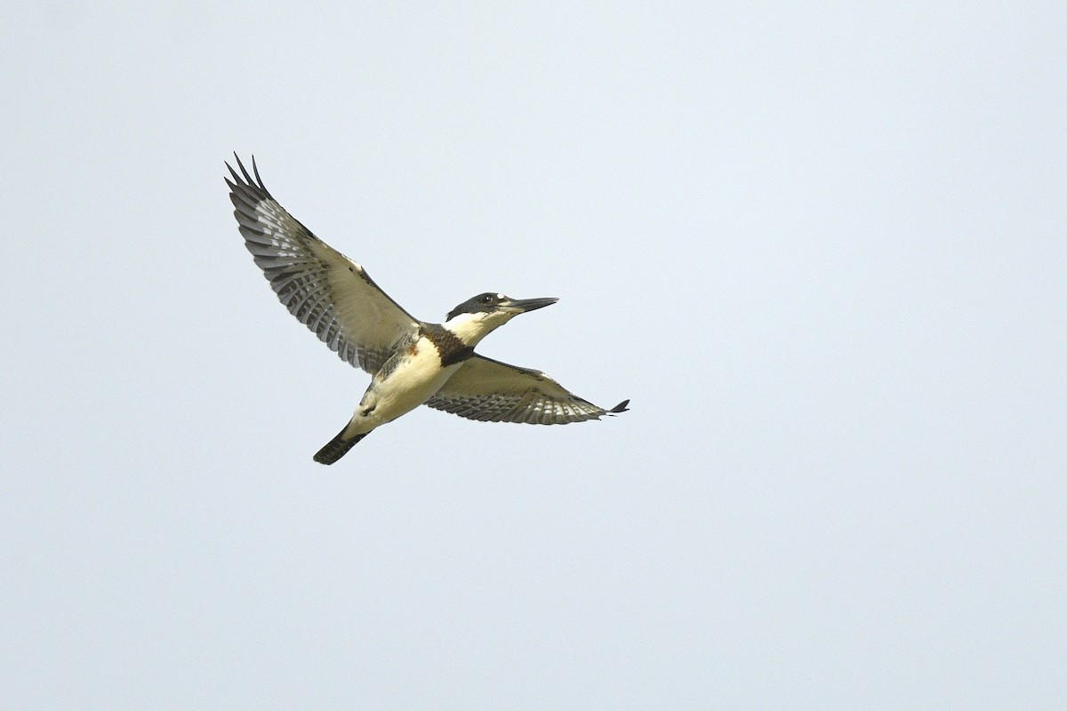Belted Kingfisher - ML635697251