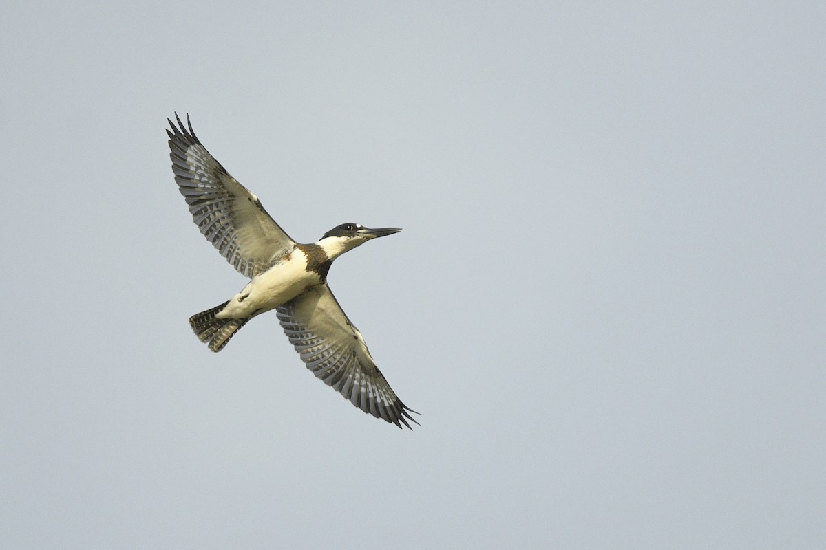 Belted Kingfisher - ML635697252