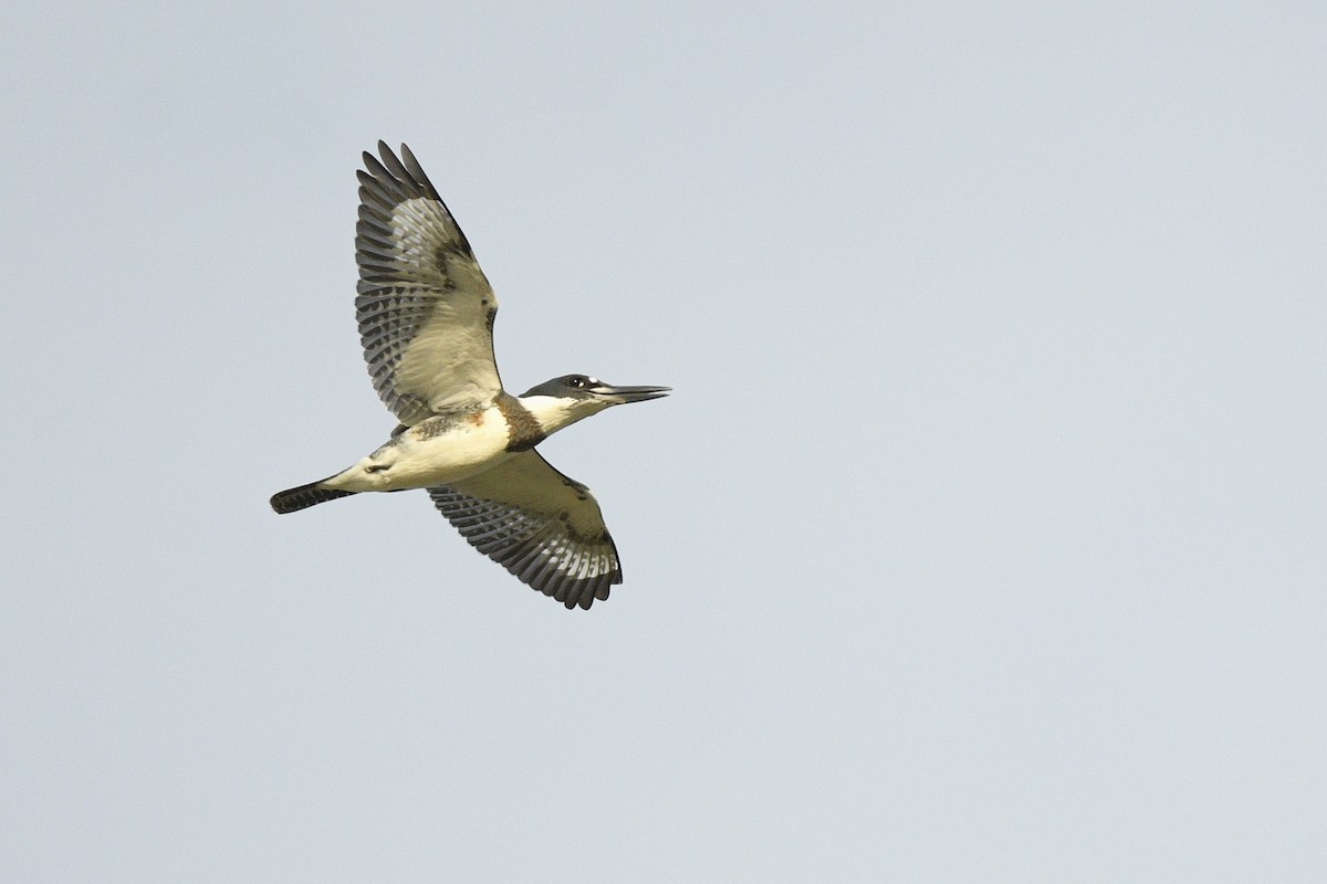 Belted Kingfisher - ML635697253