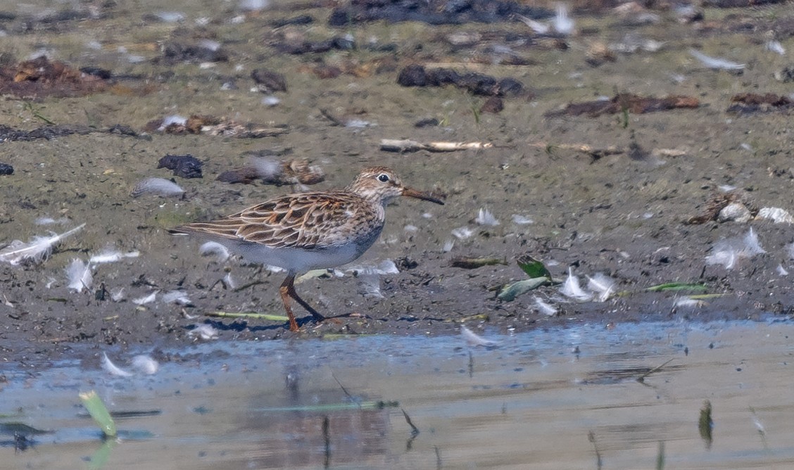 Pectoral Sandpiper - ML635697329