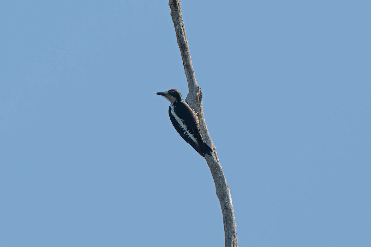 Golden-naped Woodpecker - ML635697368