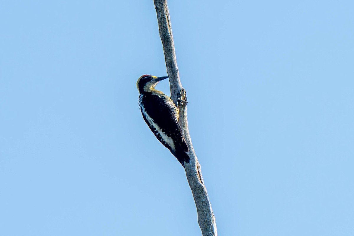 Golden-naped Woodpecker - ML635697405