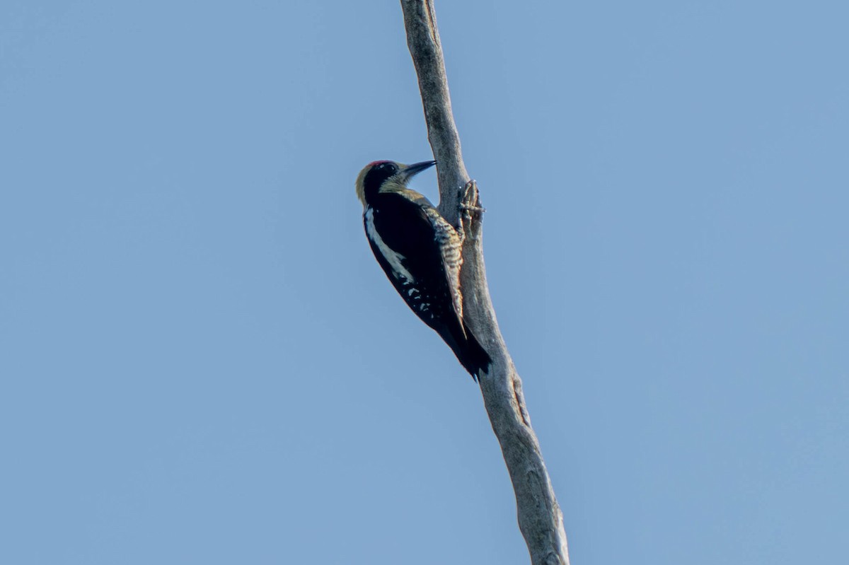 Golden-naped Woodpecker - ML635697406