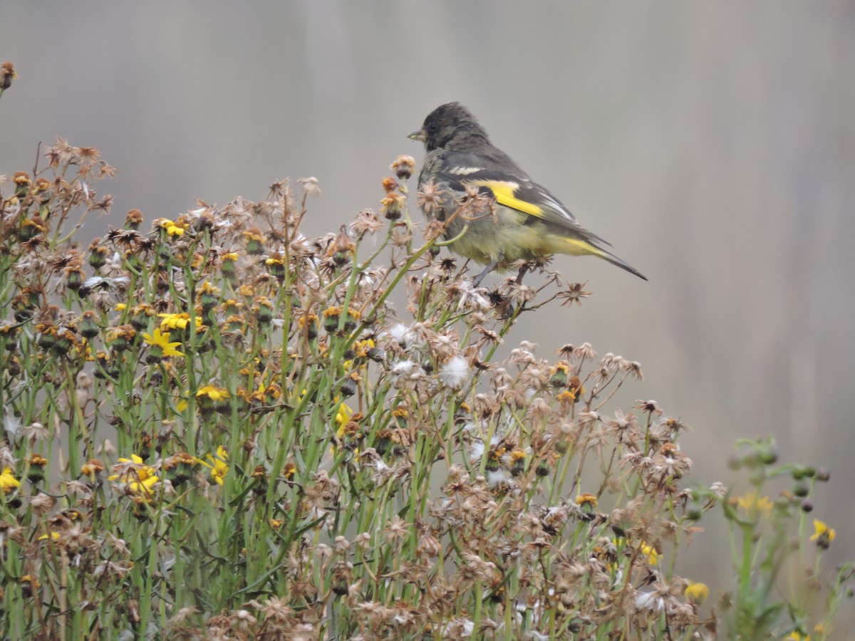 Black Siskin - ML635697426