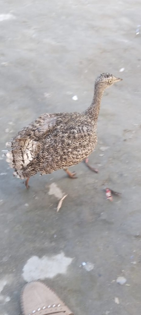 Little Bustard - ML635697428