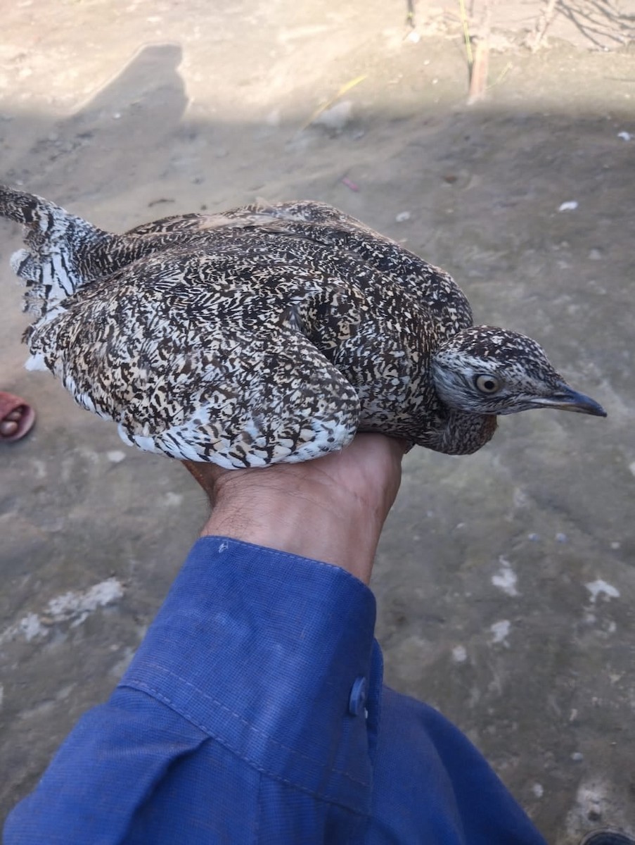 Little Bustard - ML635697432