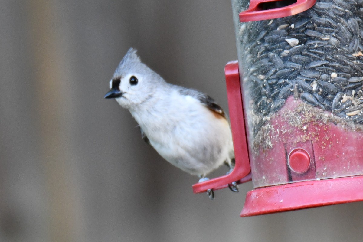 Tufted Titmouse - ML635697506