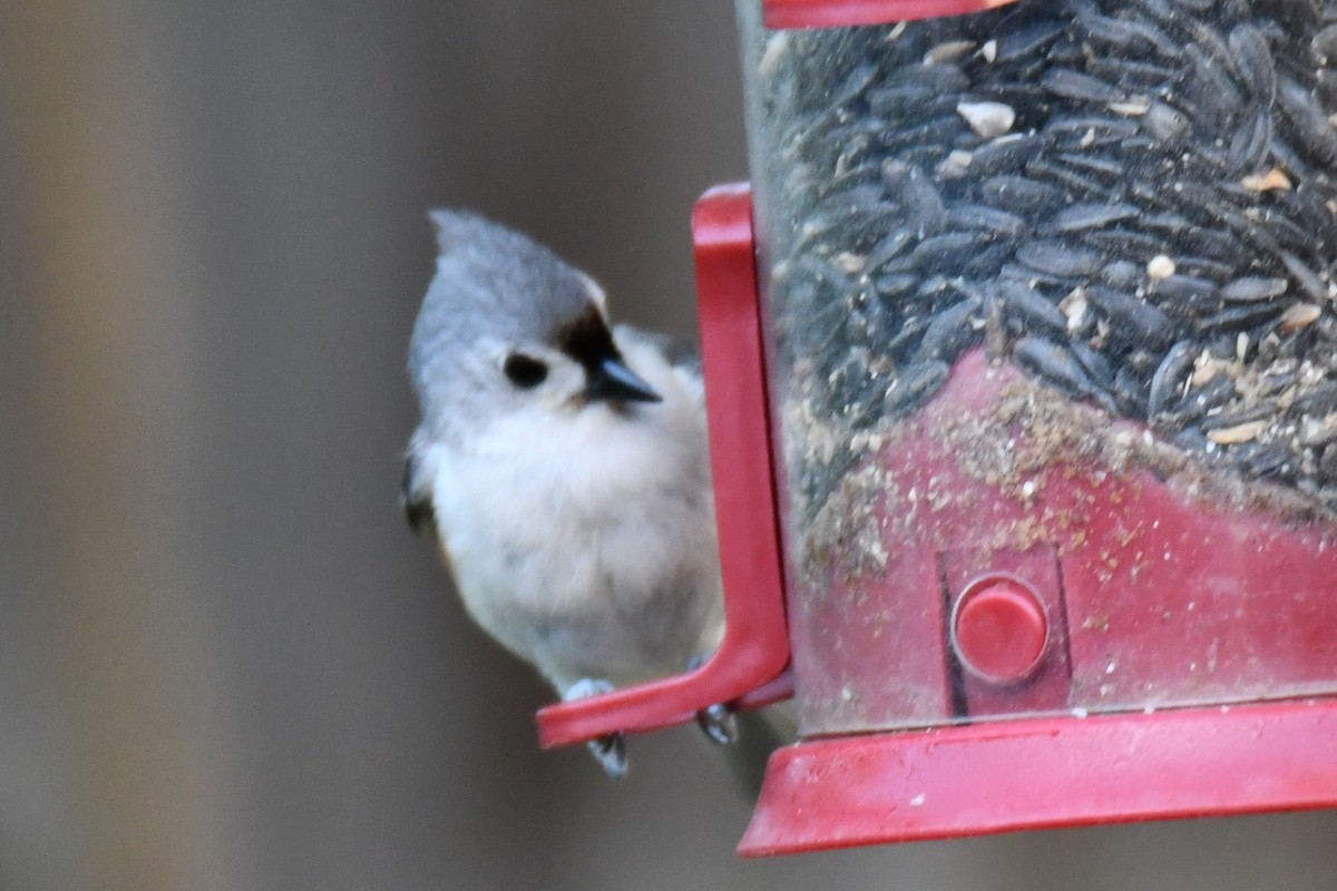 Tufted Titmouse - ML635697507