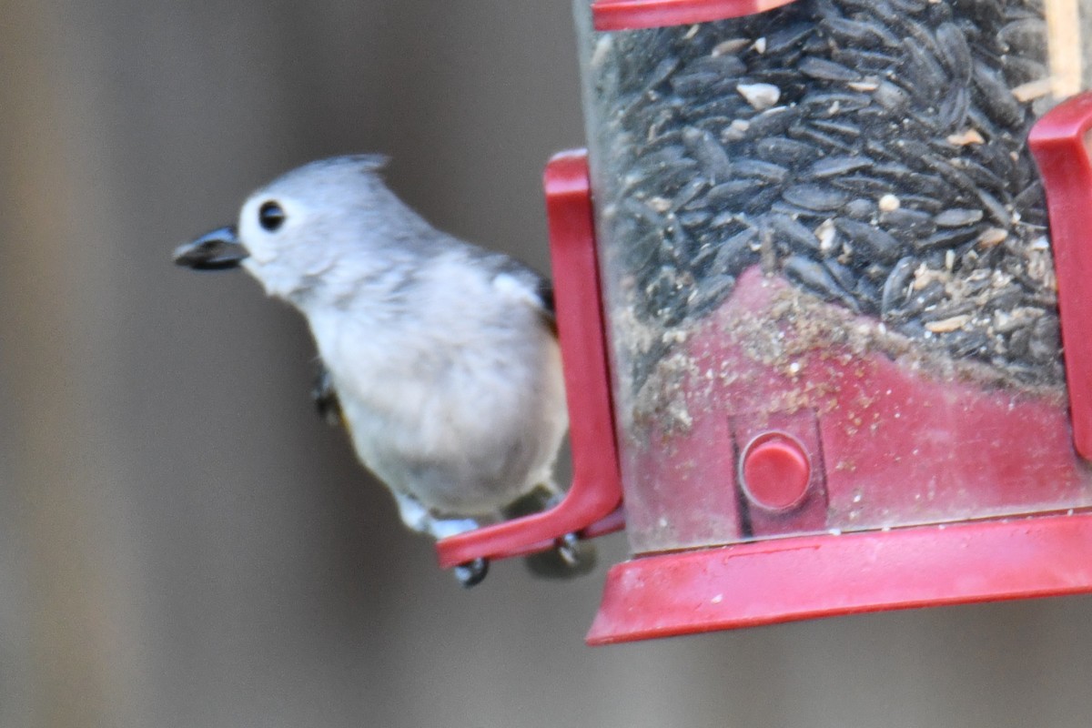 Tufted Titmouse - ML635697508