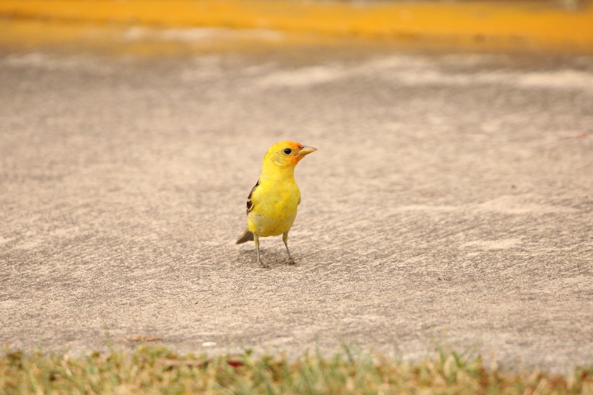 Western Tanager - ML635697551