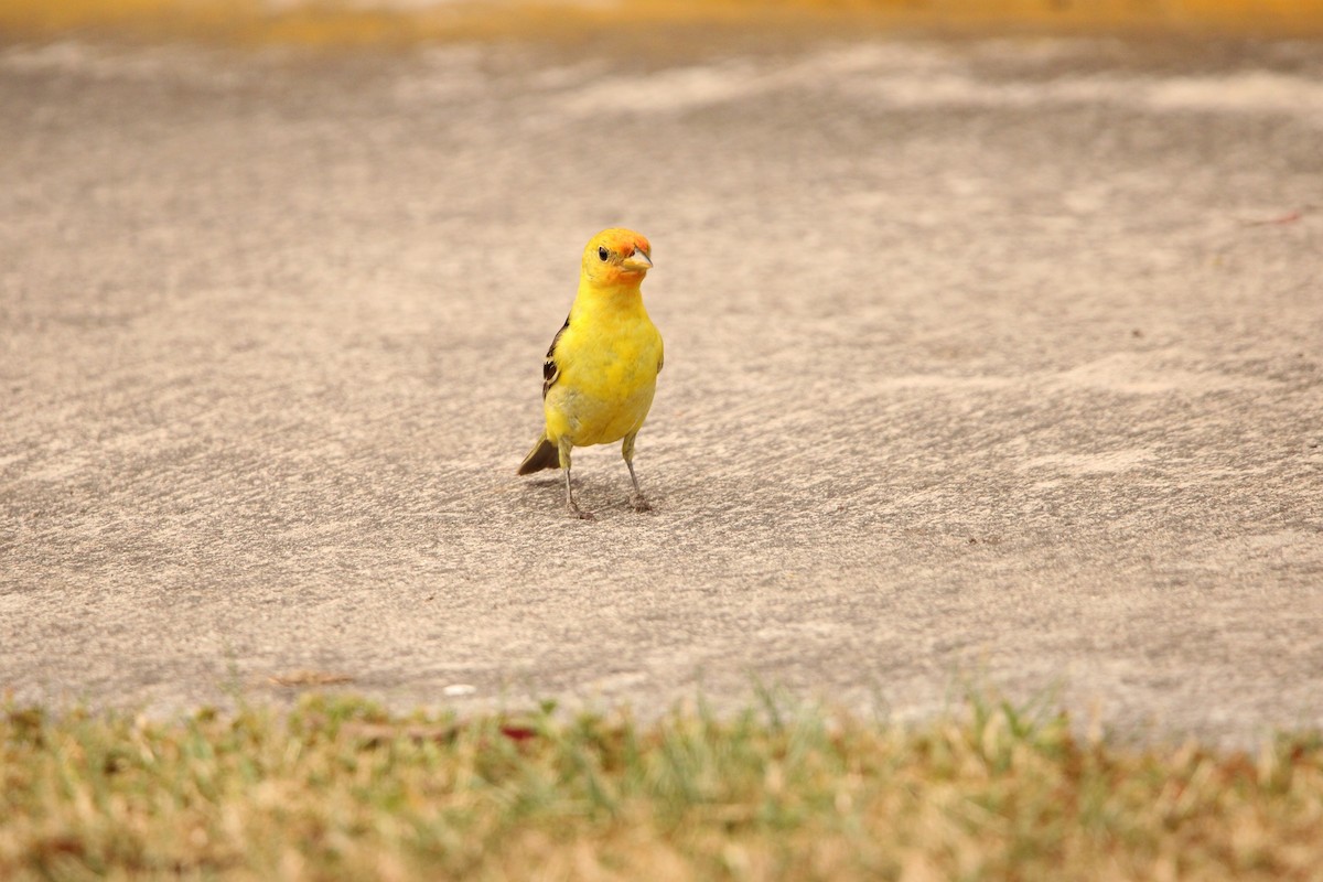 Western Tanager - ML635697552