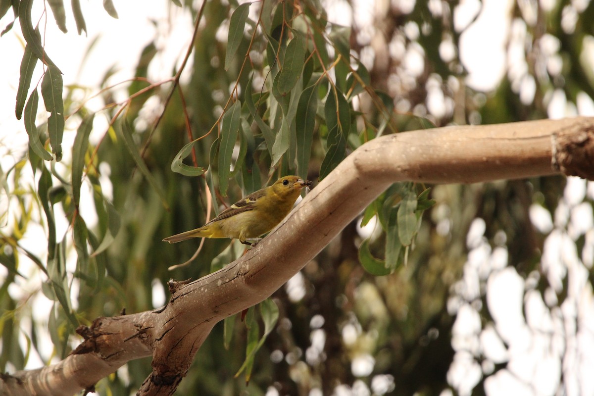 Western Tanager - ML635697553