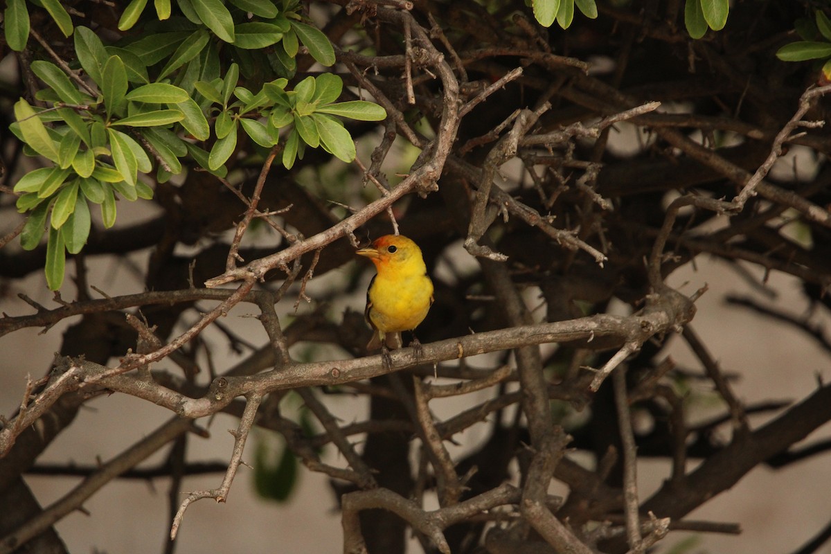 Western Tanager - ML635697555