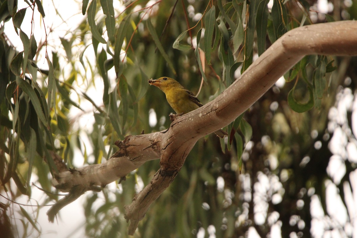 Western Tanager - ML635697557