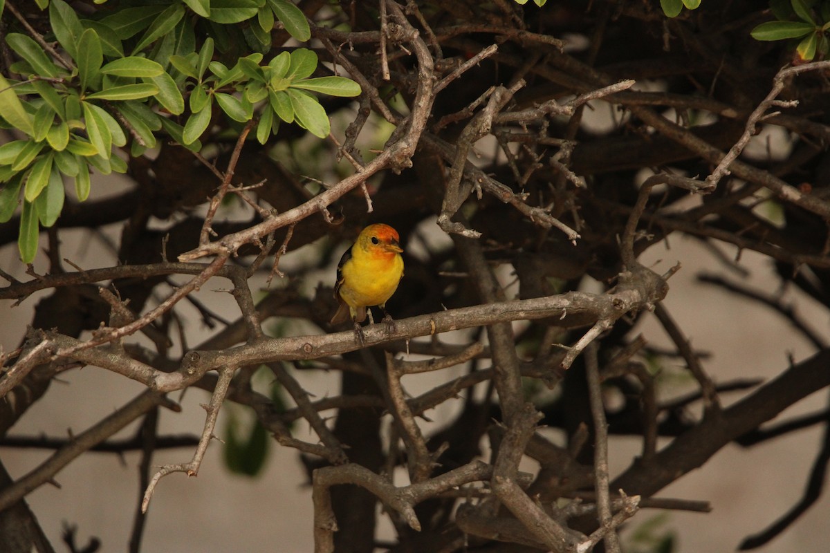 Western Tanager - ML635697558