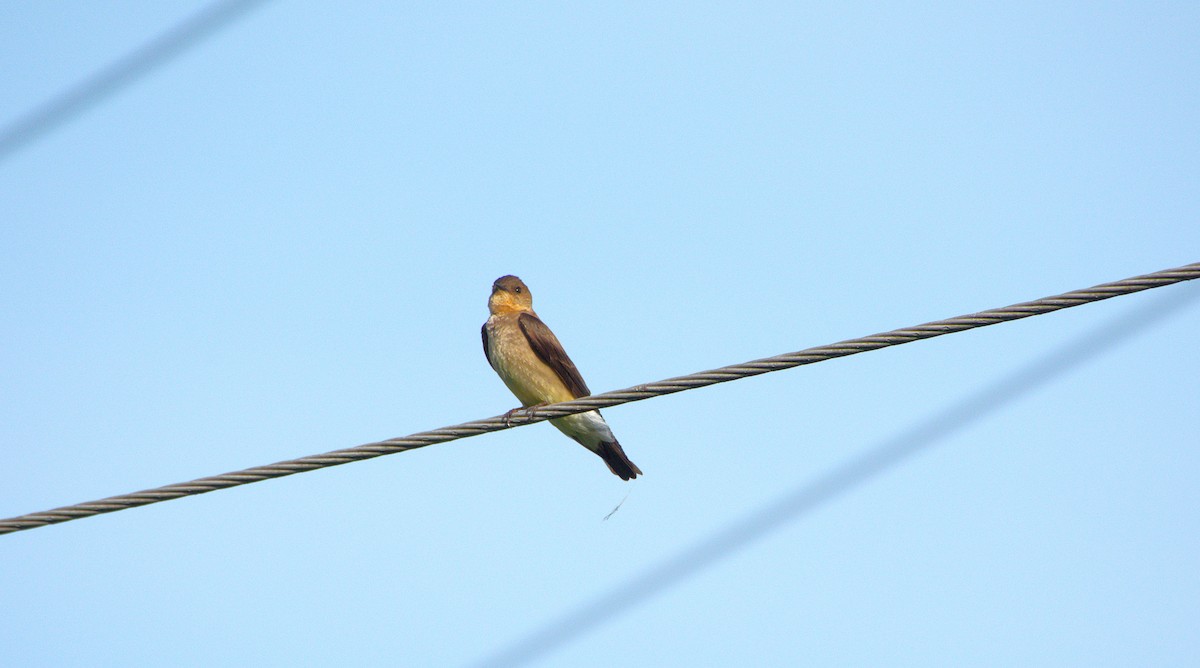 Southern Rough-winged Swallow - ML635697561