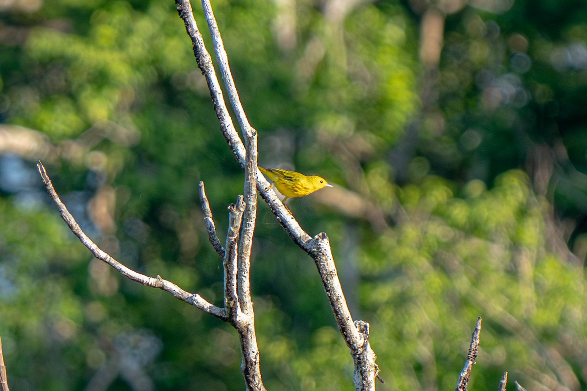 Yellow Warbler - ML635697574