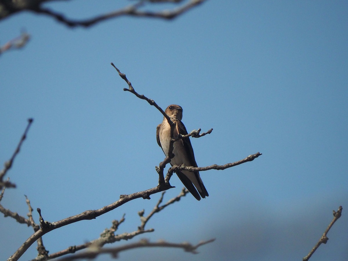 Northern Rough-winged Swallow - ML635697580