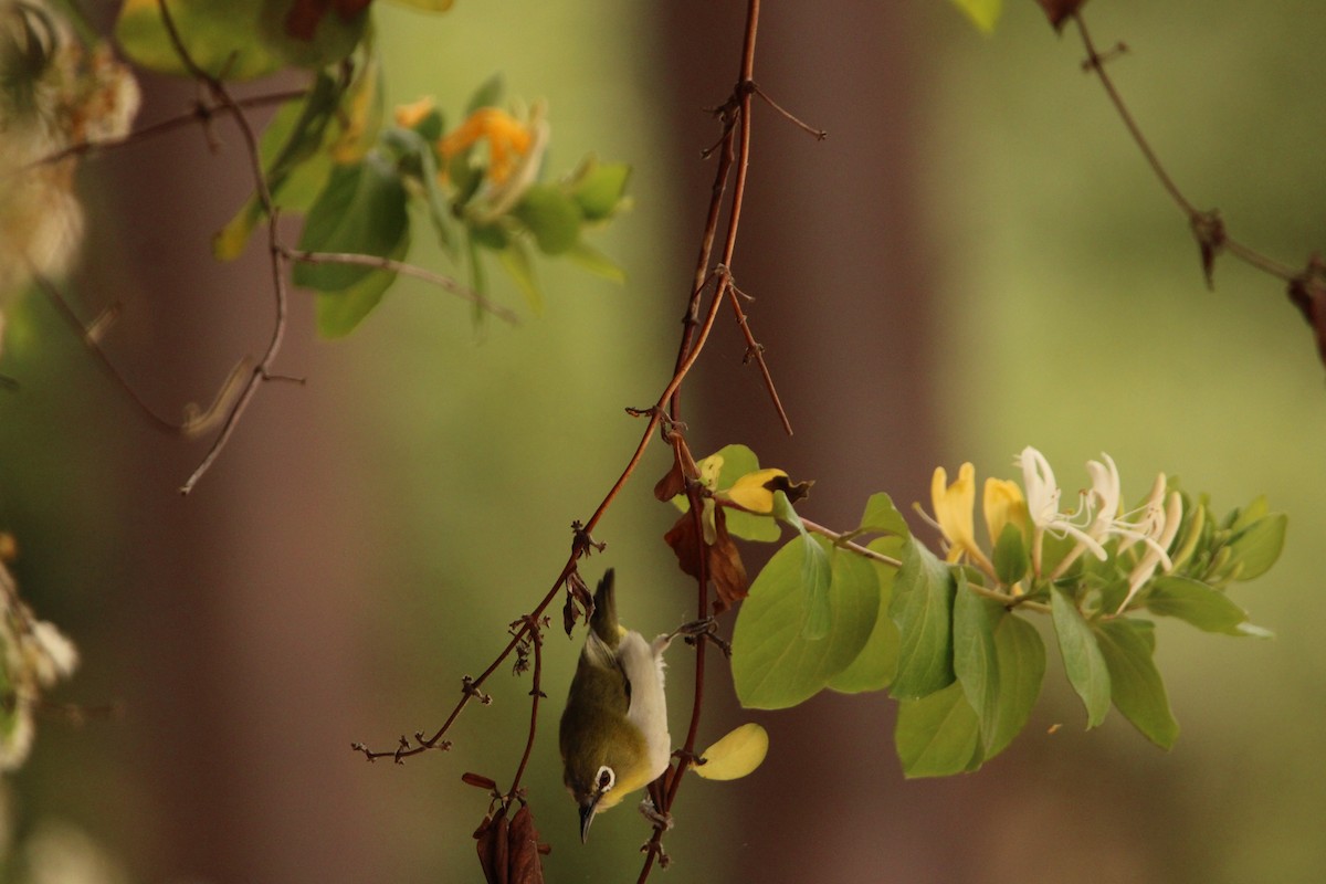 Swinhoe's White-eye - ML635697610