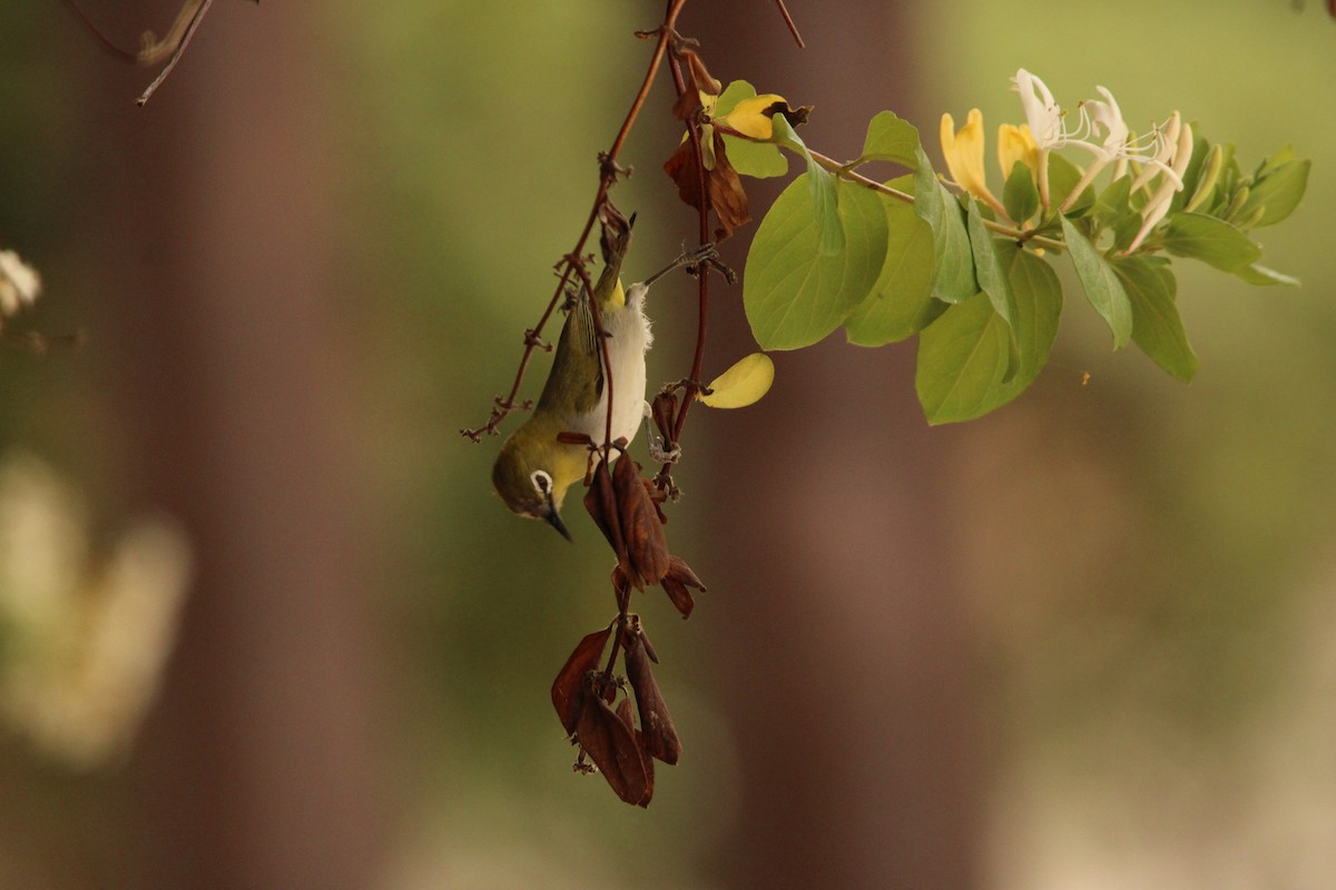 Swinhoe's White-eye - ML635697611
