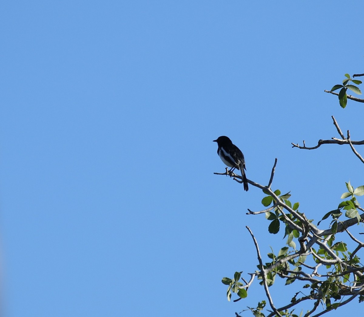Madagascar Magpie-Robin - ML635697616