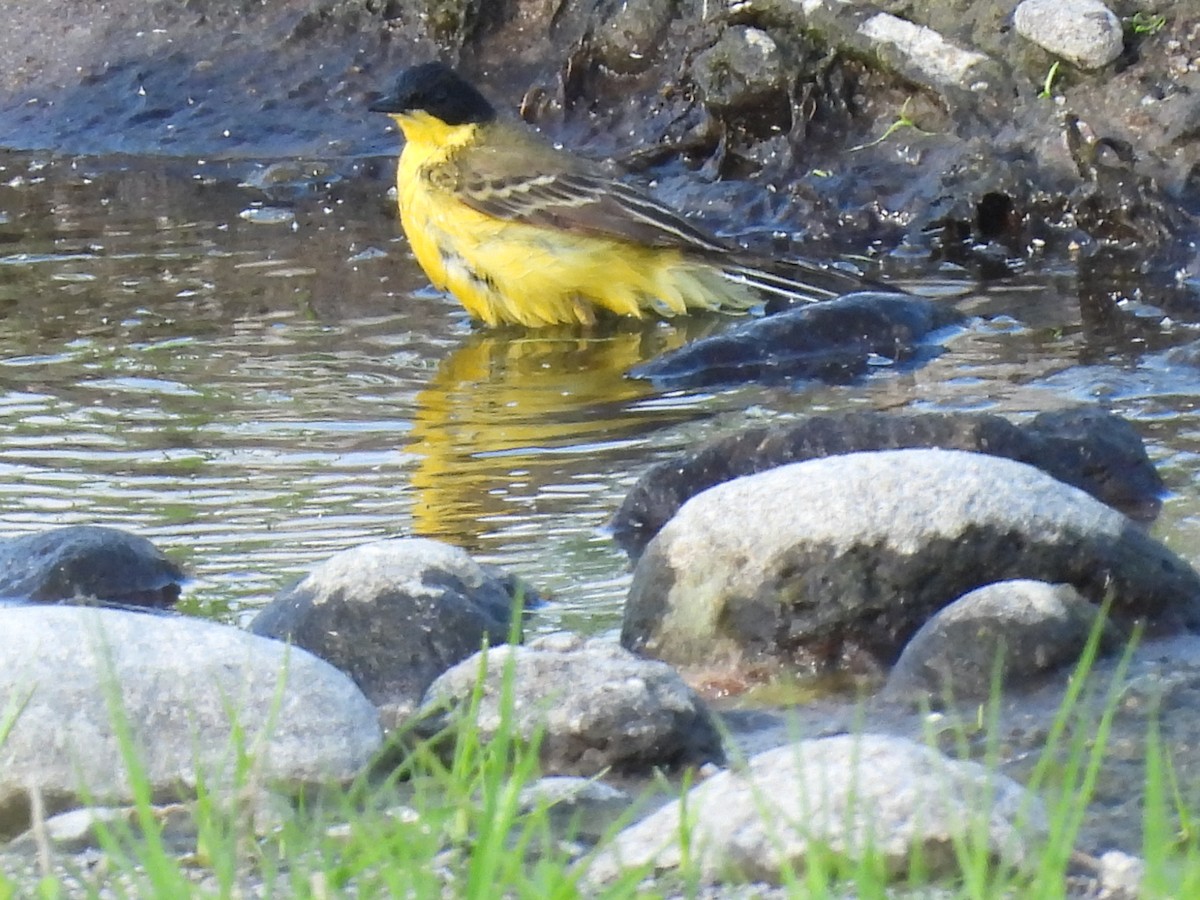 Western Yellow Wagtail (feldegg) - ML635697618