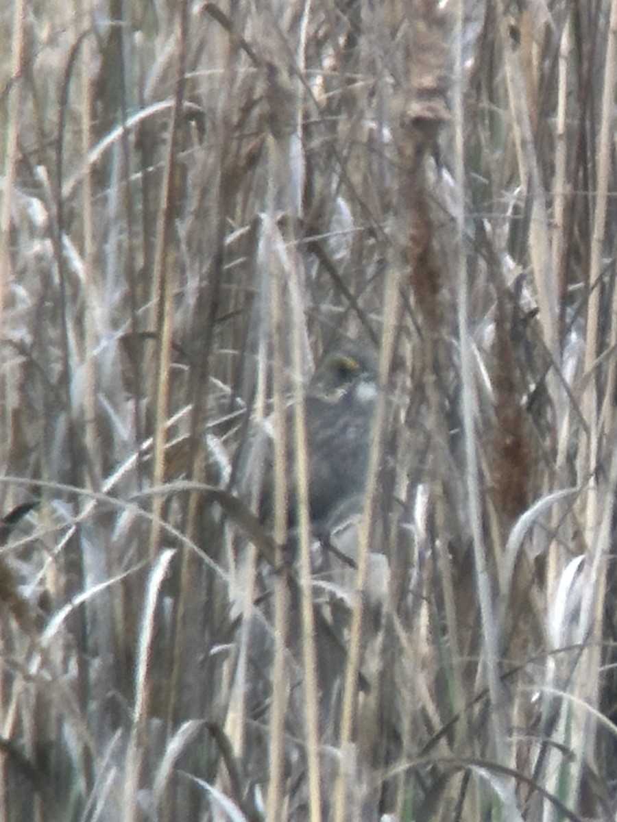 Seaside Sparrow - ML635697623