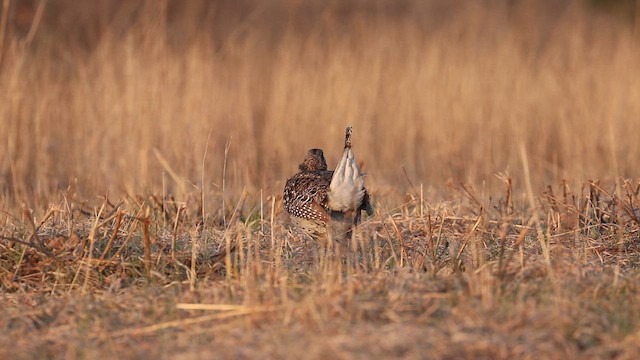 Schweifhuhn - ML635697640