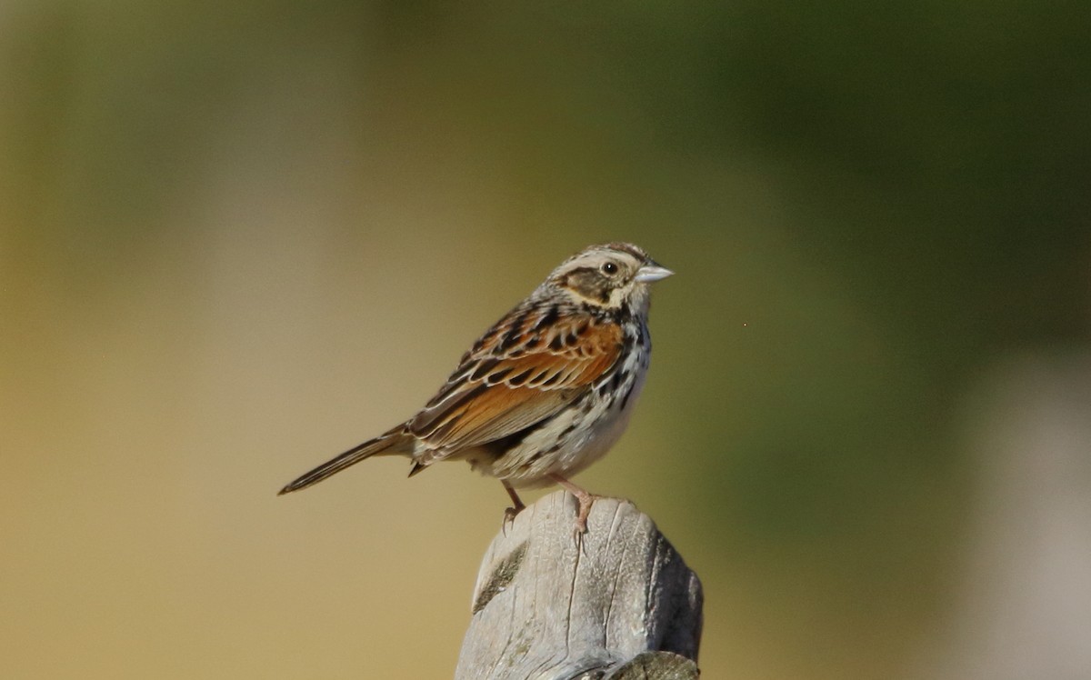 Sierra Madre Sparrow - ML635697678