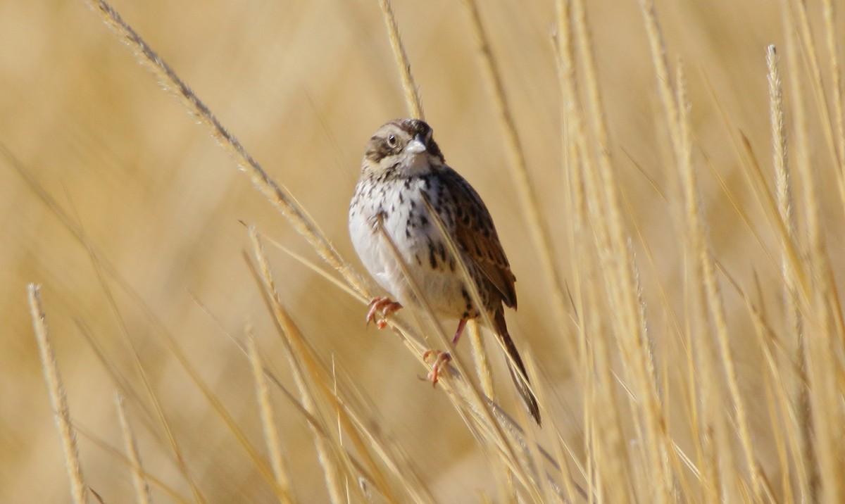Sierra Madre Sparrow - ML635697689