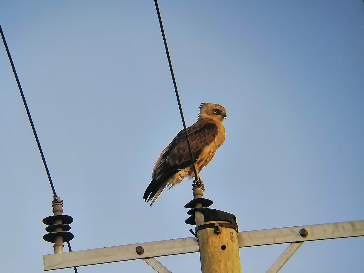 Black-chested Snake-Eagle - ML635697693