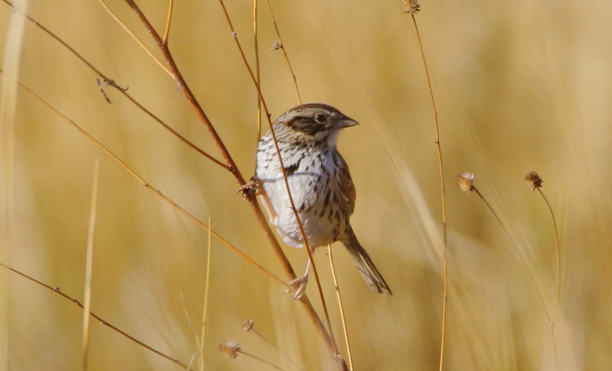 Sierra Madre Sparrow - ML635697704