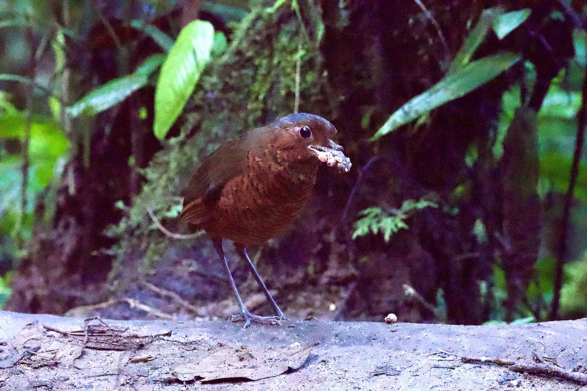 Giant Antpitta - ML635697705
