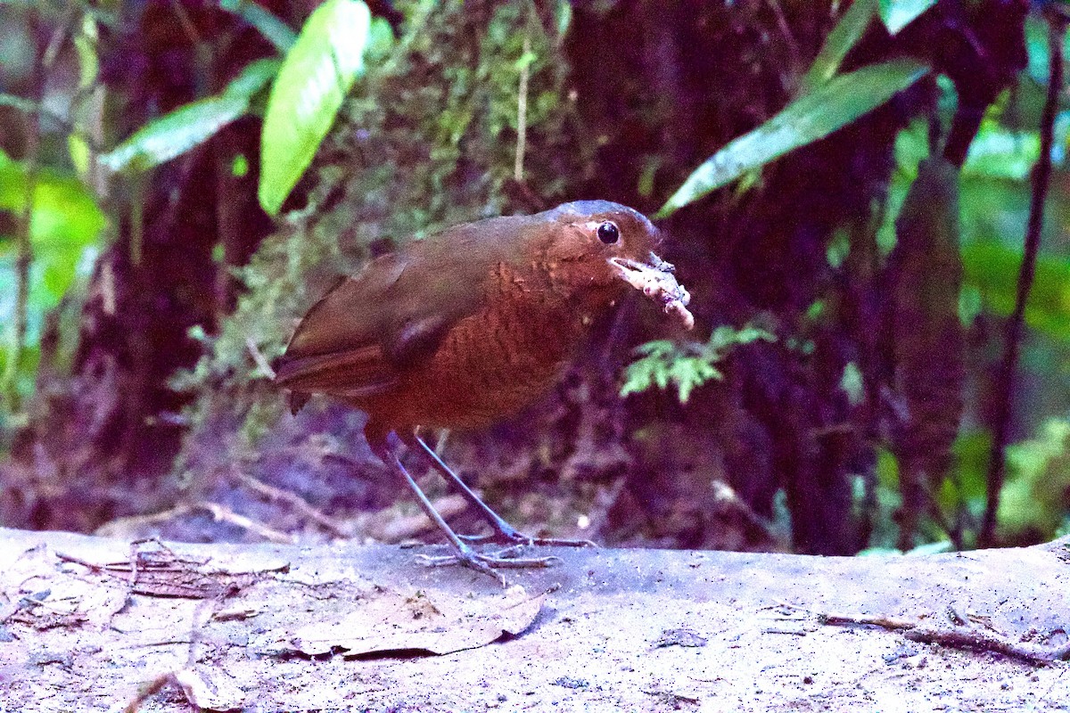 Giant Antpitta - ML635697707