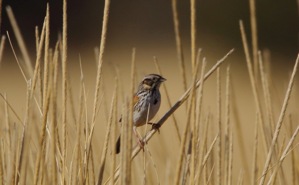 Sierra Madre Sparrow - ML635697722