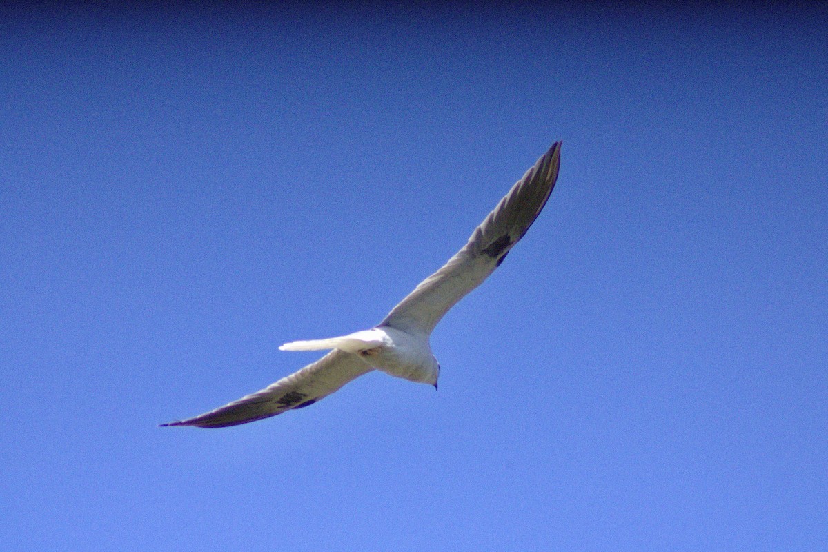 White-tailed Kite - ML635697776