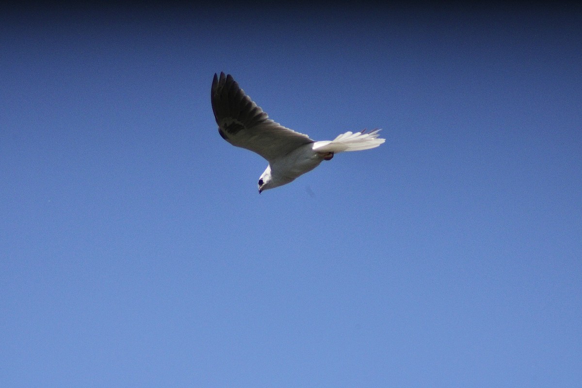 White-tailed Kite - ML635697777