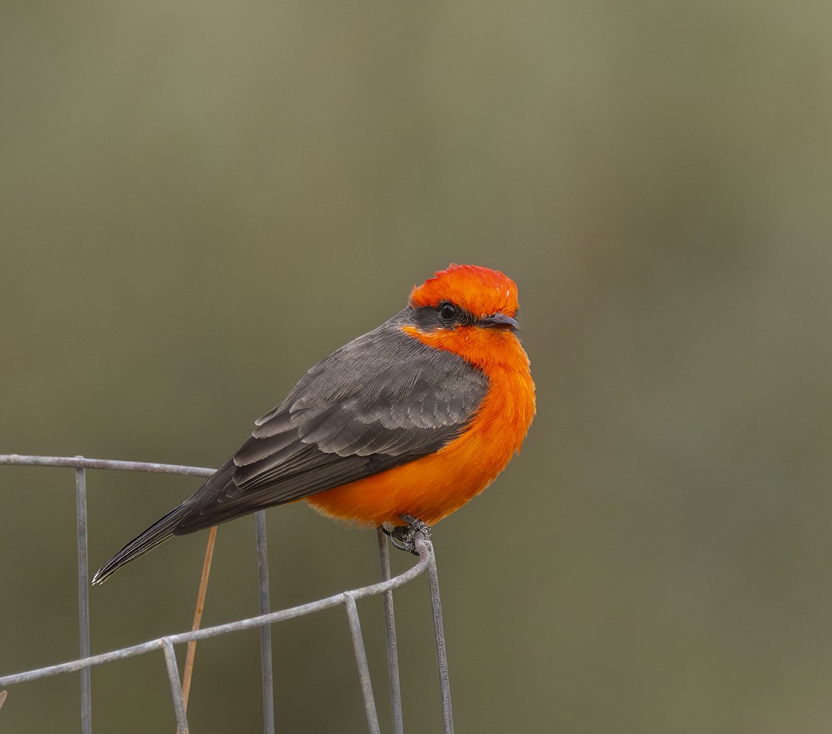Vermilion Flycatcher - ML635697915
