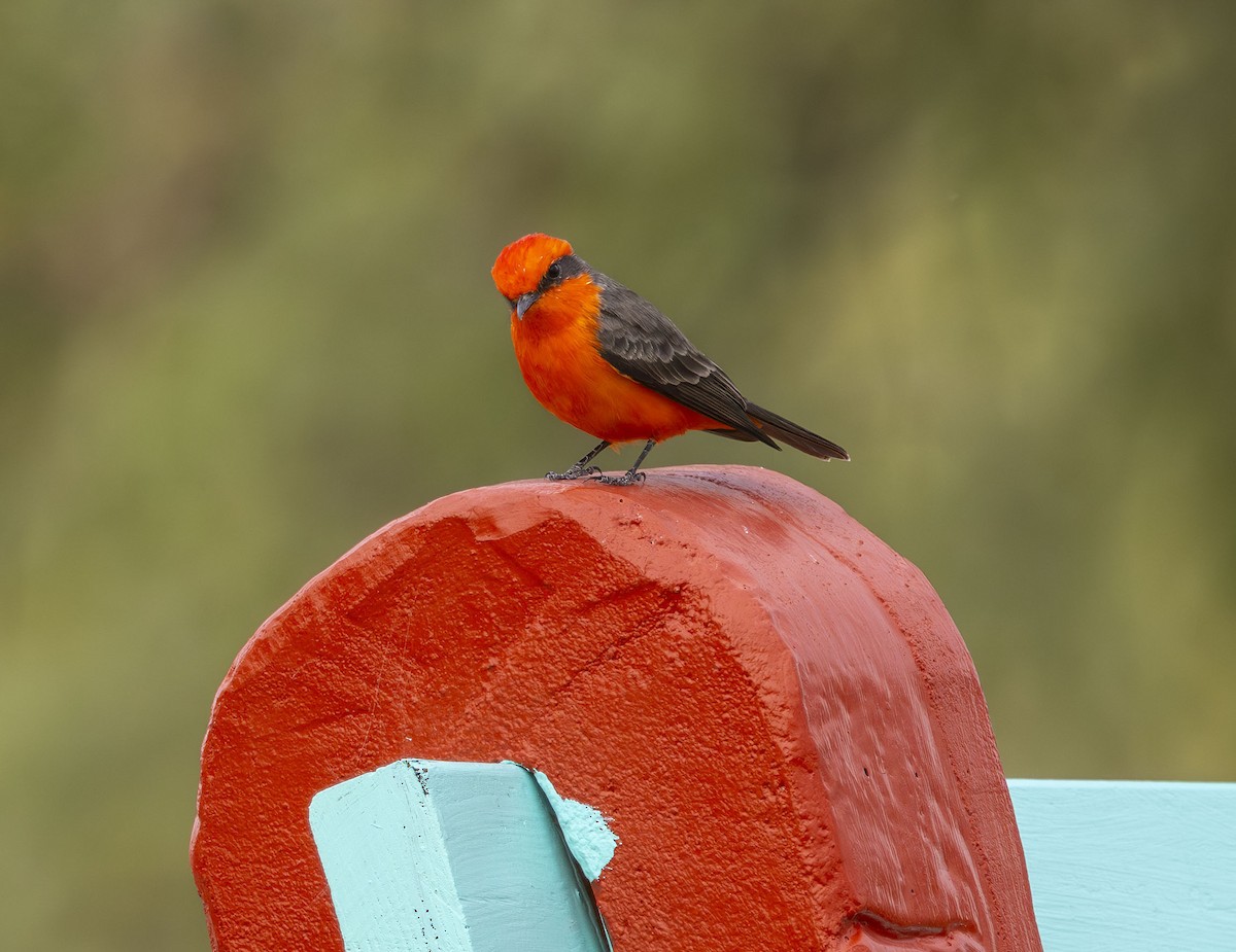 Vermilion Flycatcher - ML635697920
