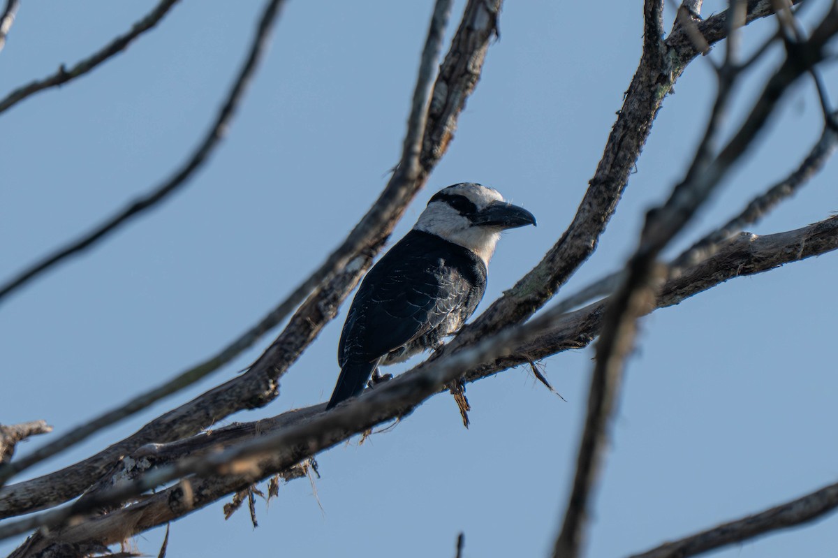 White-necked Puffbird - ML635697981