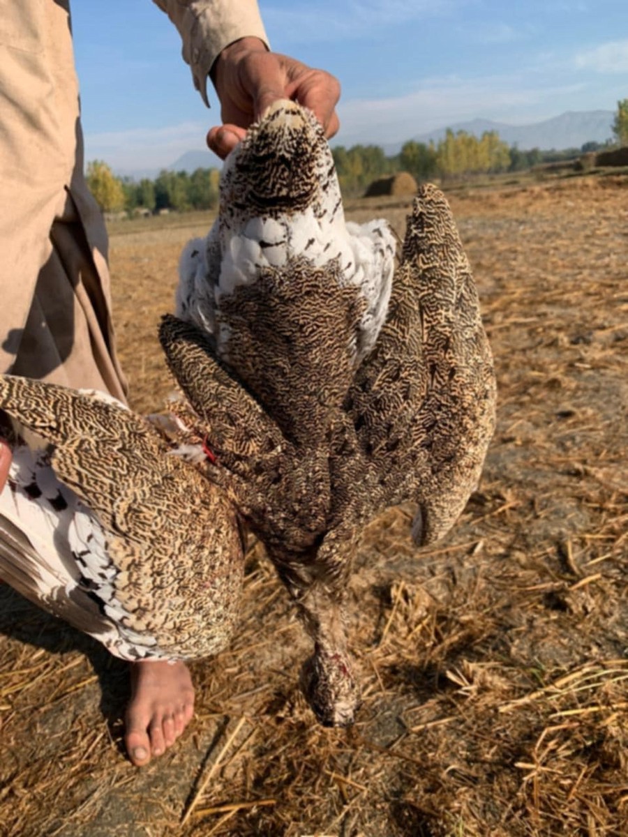 Little Bustard - ML635697996