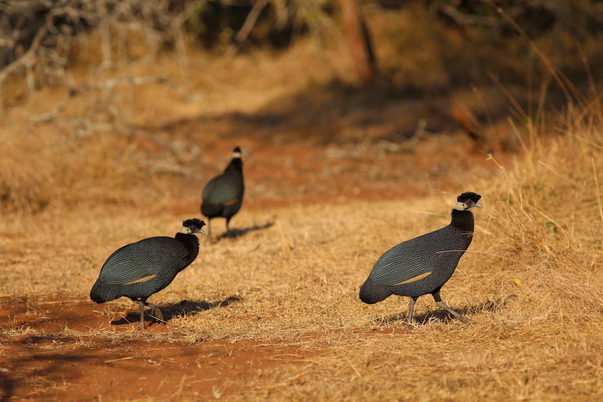 Southern Crested Guineafowl - ML635698032