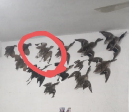 Little Bustard - ML635698044