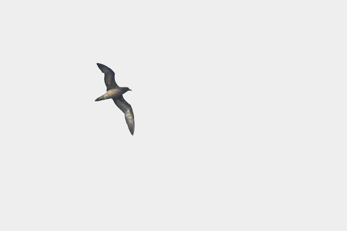 Trindade Petrel - ML635698045