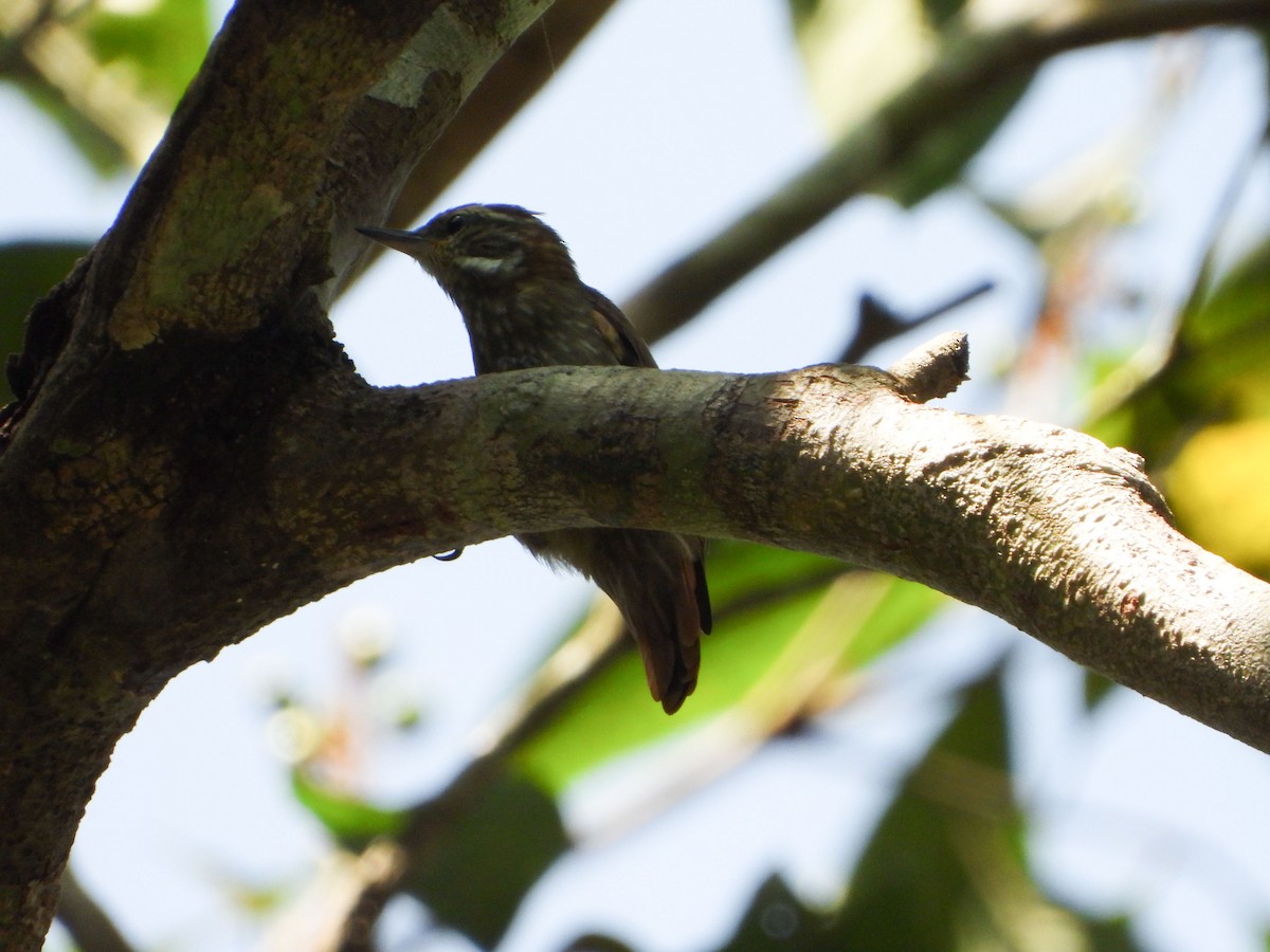 Slender-billed Xenops - ML635698107