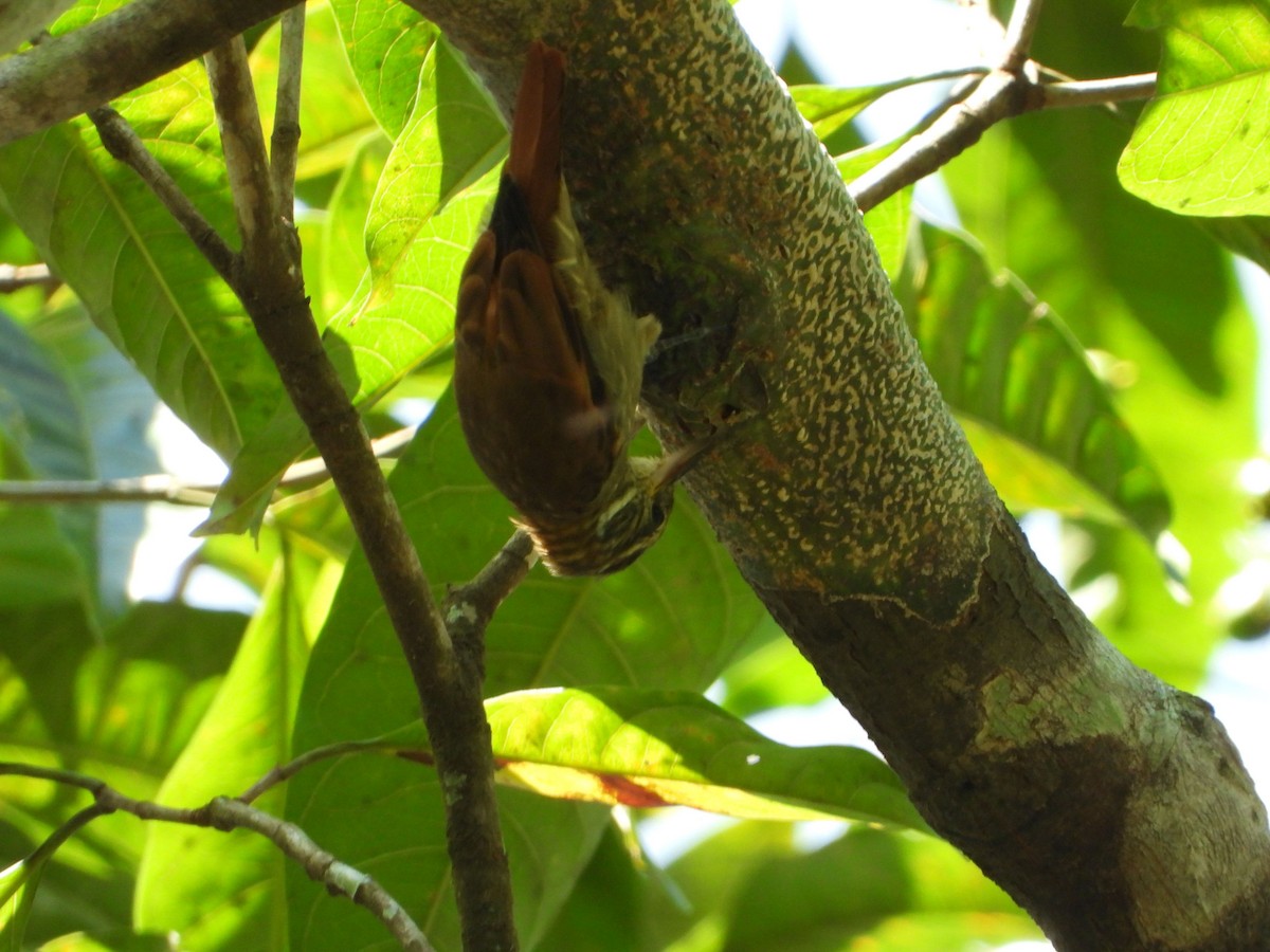 Slender-billed Xenops - ML635698108